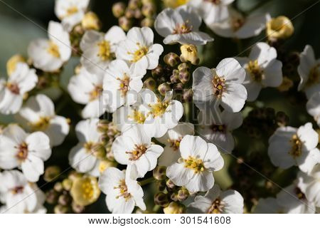 Flowers Of A Crambe, Crambe Maritima.