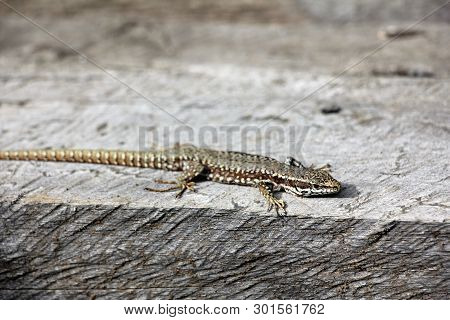 Podarcis Muralis  - Common Wall Lizard - Natural Habitat