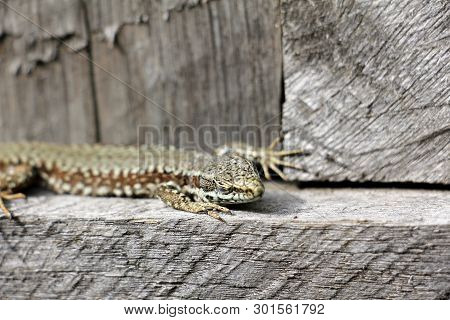 Podarcis Muralis  - Common Wall Lizard - Natural Habitat