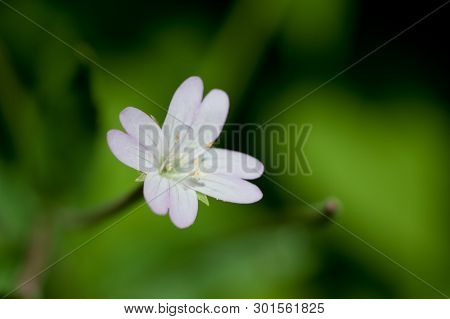 Single White Flower On Green Background. White Flower In Nature