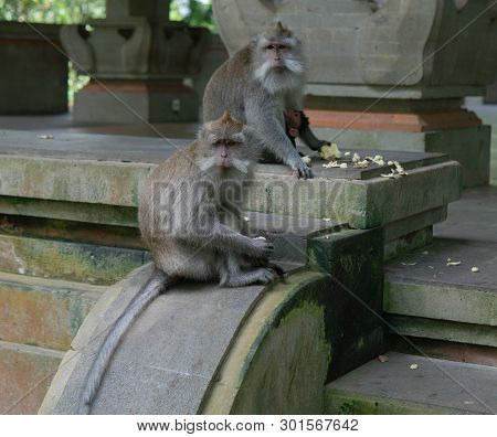 Monkey Family Sits On Steps At Monkey Forrest.