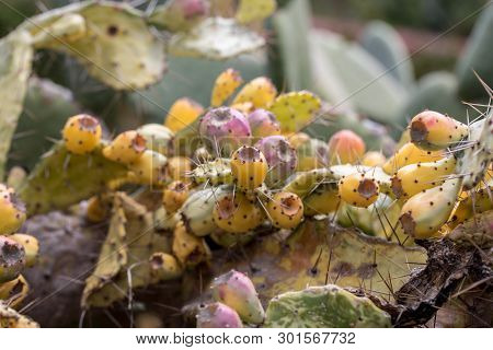 Opuntia Vulgaris Is A Species Of Cactus That Has Long Been A Domesticated Crop Plant Important In Ag