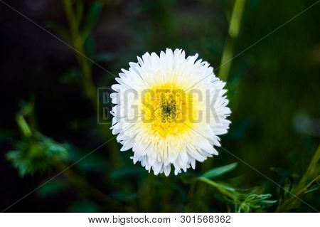 Single White Flower On Green Background. White Flower In Nature