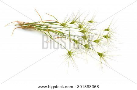 Aegilops Or Goatgrasses Isolated On White Background