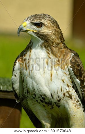 Red-tailed-buzzard Latin Name Buteo Jamaicensis Breeds Throughout Most Of North America
