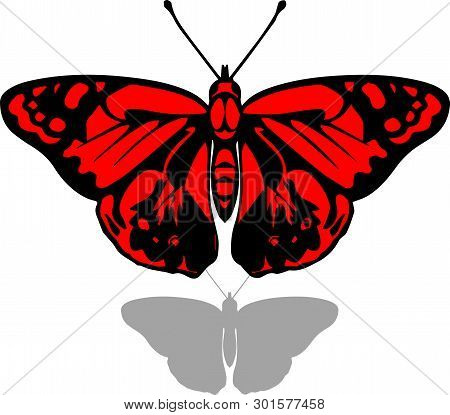 Butterfly On White Background. Red, Shadow. Butterfly Flies