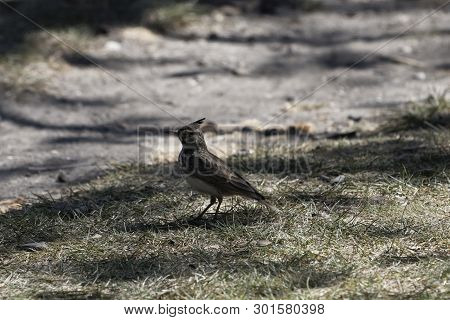 Crested Lark (galerida Cristata)