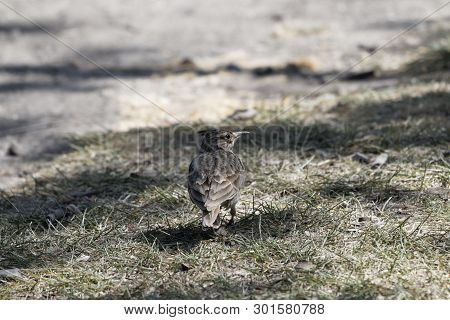 Crested Lark (galerida Cristata)