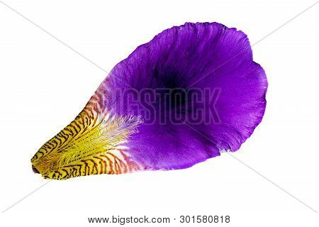 Iris Petal On White Background. Isolated. Purple And Violet Flower Closeup Macro Pattern