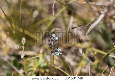 Flower Of An Early Forget-me-not, Myosotis Ramosissima