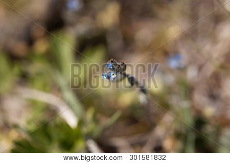 Flower Of An Early Forget-me-not, Myosotis Ramosissima