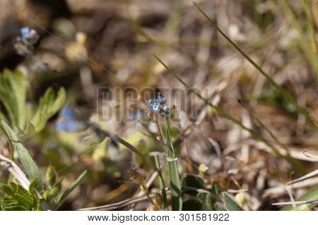 Flower Of An Early Forget-me-not, Myosotis Ramosissima