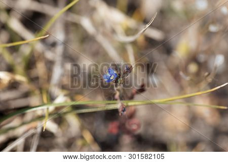 Flower Of An Early Forget-me-not, Myosotis Ramosissima