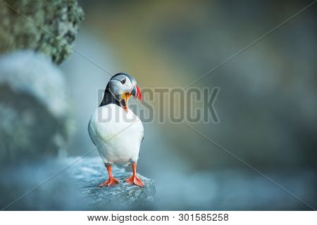 Fratercula Arctica. Norwegian Wildlife. Beautiful Picture. From The Life Of Birds. Free Nature. Rund