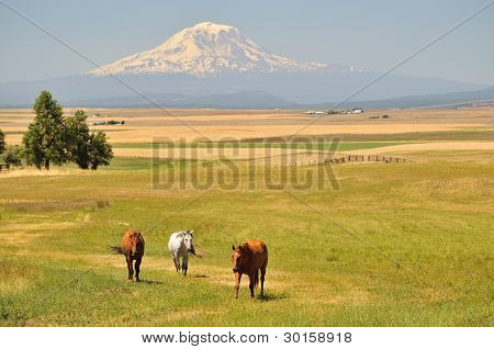 馬とアダムズ山