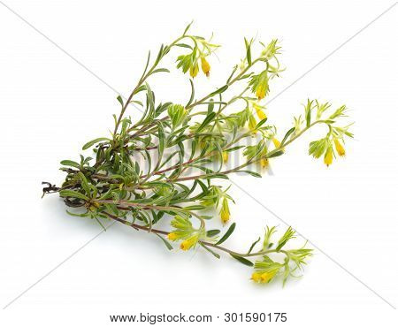 Flowering Yellow Onosma Isolated On White Background