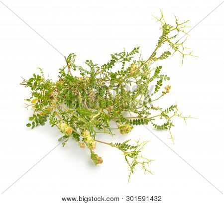 Sarcopoterium Spinosum. In English It Is Known As The Prickly, Spiny, Or Thorny Burnet. Isolated On 