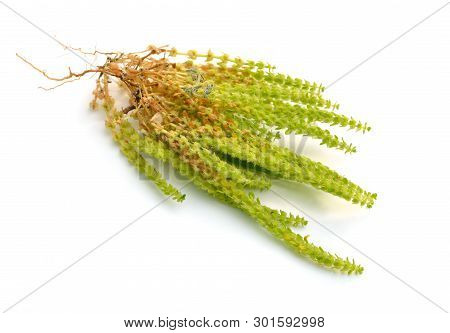 Valantia Muralis Plant. Isolated On White Background