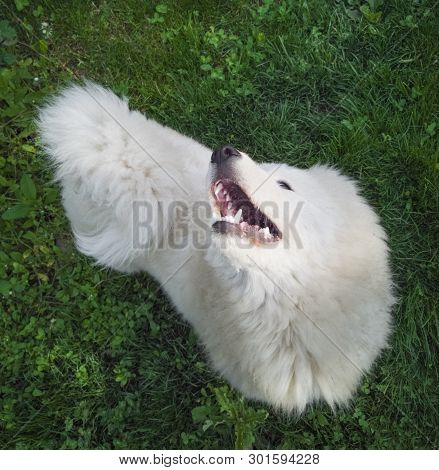 ..beautiful White Dog Walks In The Garden