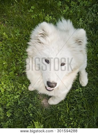 ..beautiful White Dog Walks In The Garden
