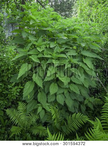 Green Nettle Grows In A Garden Under A Tree