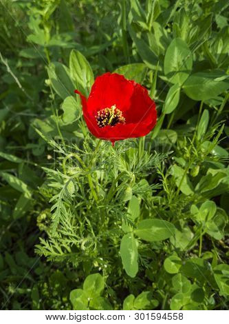 ..red Poppy Flower Growing In A Garden In Green Grass