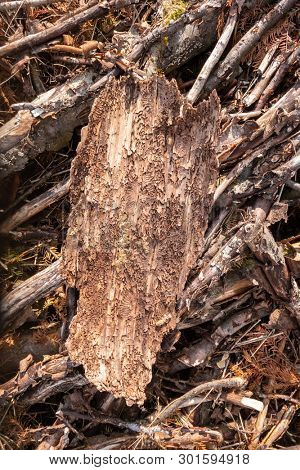 An image of a piece of bark with traces of the Bark Beetle