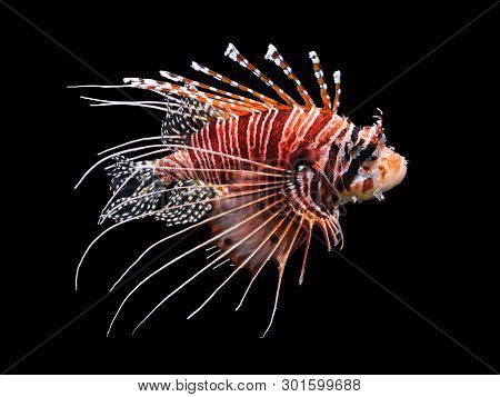 Beautiful Swimming Lionfish Isolated On Black Background.