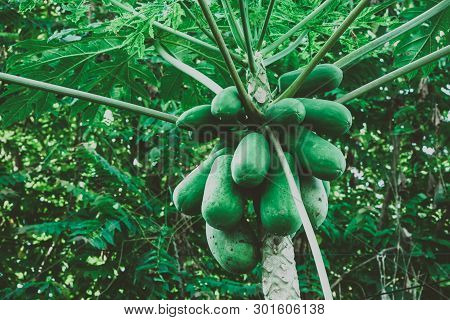Papaya Tree With Fruits Grown On Organic Farm.