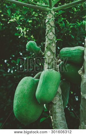 Papaya Tree With Fruits Grown On Organic Farm.