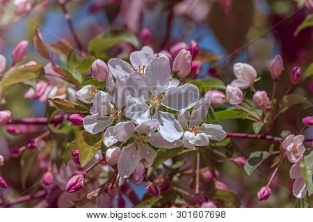 Apple Tree In Bloom, Pink Apple Blossoms, Apple Close Up Flowers, Apple Tree Spring Blooming, Closeu