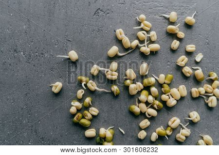 Flat Lay Of Sprouted Mung Beans For Culinary Use, Isolated Over Grey Background. Fresh Organic Vegan