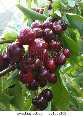 Bunch Of Cherry From The City Of Chitral Pakistan.