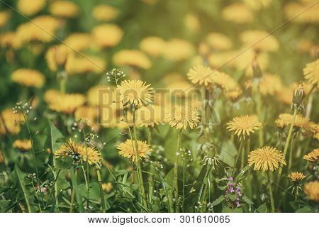 Dandelion Yellow Flower Growing On The Green Meadow In Spring Time, Natoral Seasonal Floral Backgrou