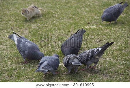 Gopher Genus  Rodents Of The Squirrel Family. Pigeons Eat Food With Gopher.