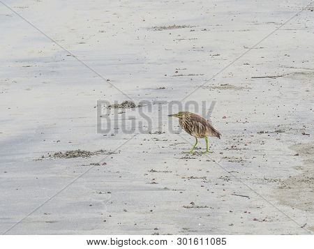 The Bird  Indian Heron Stands  On The Beach Of Morjim In Northern Goa. India