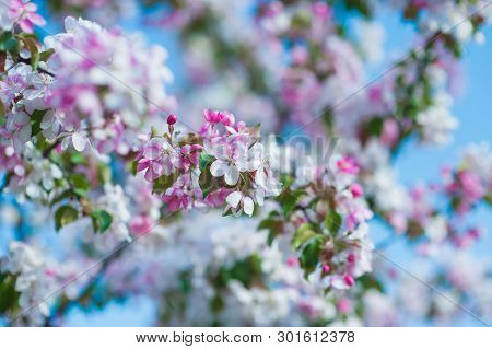 Single White Flower On Green Background. White Flower In Nature