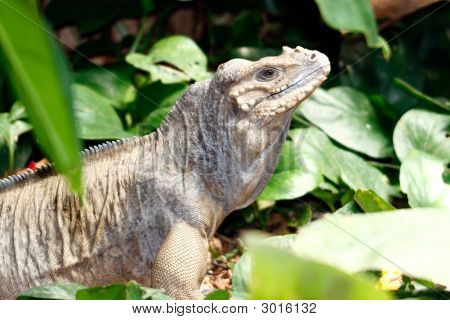 Iguana