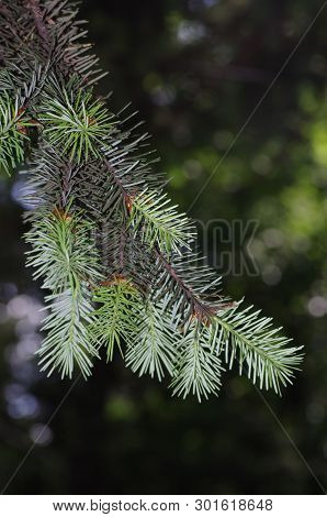 Bright Green New Growth On Fir Tree Branch With Darker Old Needles And Bokeh Background