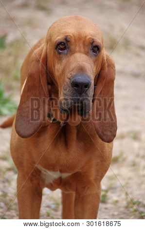 Long Earred Tan Bloodhound Standing And Looking Forward With Sad Eyes