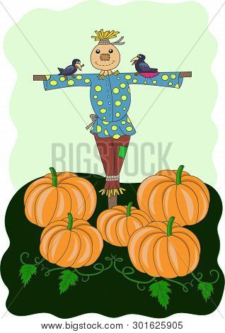 The Scarecrow And Pumpkins In Vector Illustration