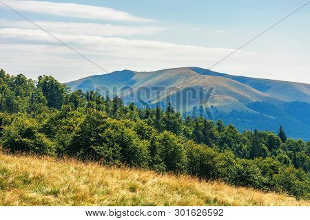 Carpathian Sub Alpine Meadows In August. Beautiful Mountain Landscape. Primeval Beech Forest On The 