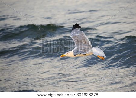 Seagull With White And Gray Feathers Flies With Spread Wings Over The Sea