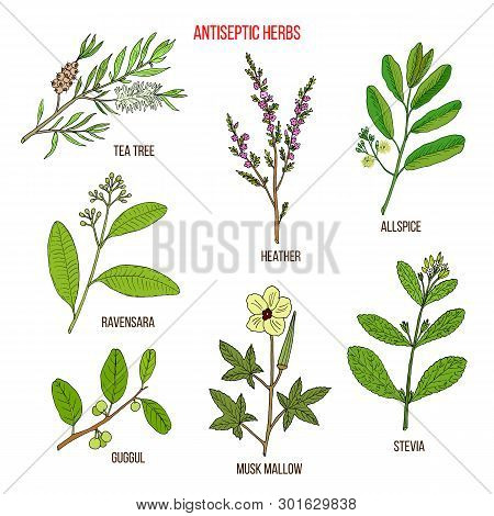 Best Antiseptic Herbs Set. Hand Drawn Botanical Vector Illustration