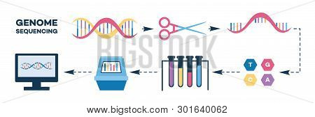 Infographics Of Genome Sequencing Stages Flat Style