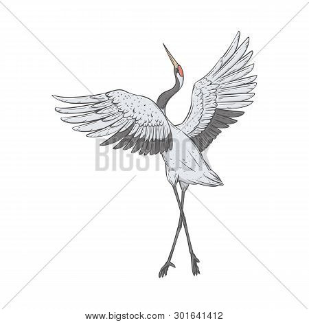 Red-crowned Crane Stands On One Leg With Wings Raised Up Sketch Style