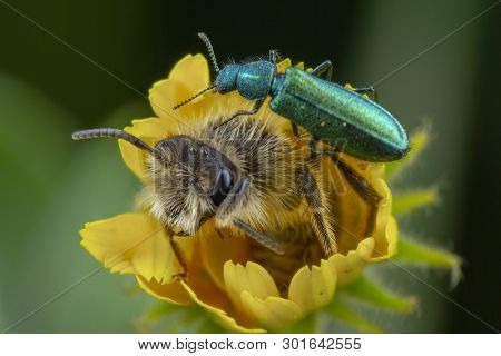 Little Oedemera Nobilis Walking On Flower With Honeybee In It