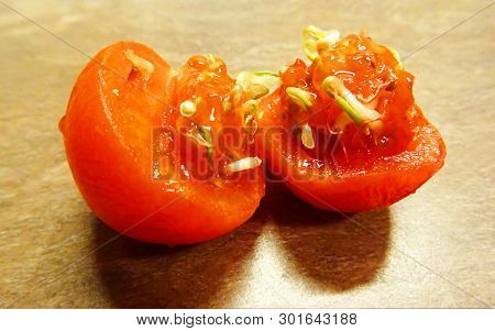Vivipary In Tomatoes. Seeds Are Sprouting Inside A Ripe Tomato. Vivipary In Tomatoes. Seeds Are Spro