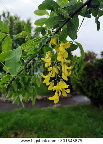 Laburnum Anagyroides, The Common Laburnum, Golden Chain Or Golden Rain