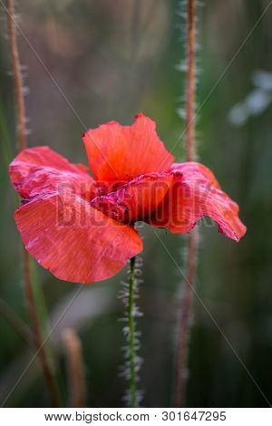Papaver Rhoeas Common Names Include Corn Poppy , Corn Rose , Field Poppy , Flanders Poppy , Red Popp